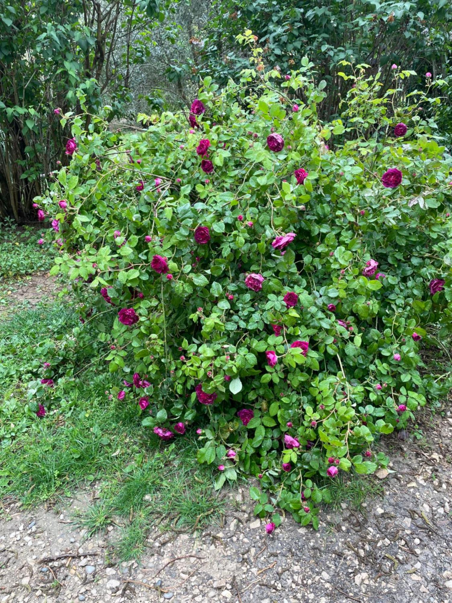 Gites Le Pimayon Manosque Dış mekan fotoğraf